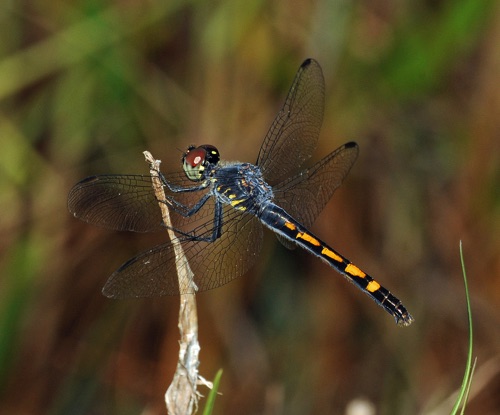 Female
2009_08_12_FL